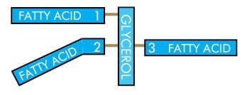 Structure of a triglyceride fat