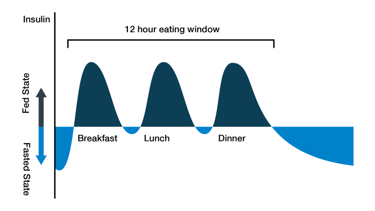 Blood sugar rollercoaster from chronic fed state