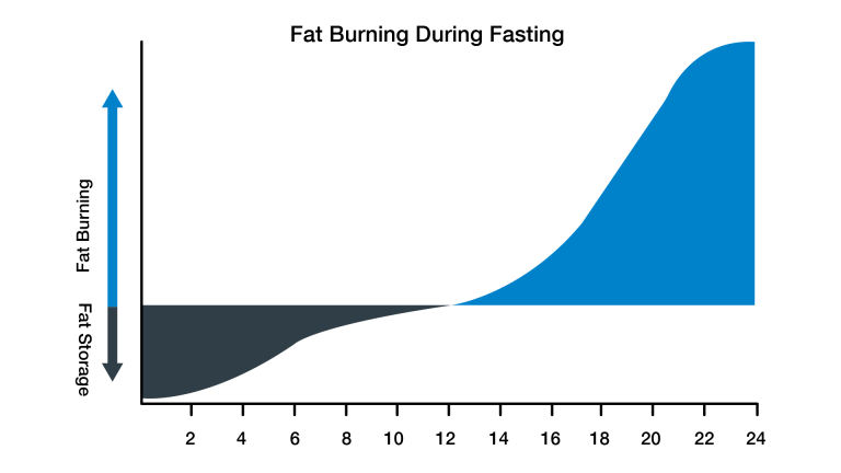 Fat burning during the fasting state