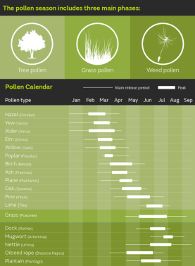pollen_calendar_infographic_2017 (1)